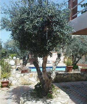 Nea Kydonia Suites & Studios Daratsos 외부 사진
