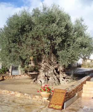 Nea Kydonia Suites & Studios Daratsos 외부 사진